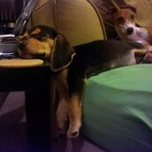 25 κατοικίδια που δεν έχουν ιδέα πώς να χρησιμοποιούν τα ανθρώπινα αντικείμενα.