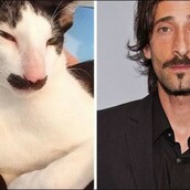 Yπάρχουν 11 γάτες που μοιάζουν με διάφορες διασημότητες