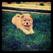 #LIFOPETS (53): Αυτά είναι τα κατοικίδιά μας