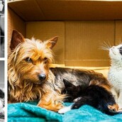 Σκυλίτσα φροντίζει δύο γατάκια σαν μητέρα τους