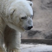 Arturo: Ένα από τα πιο δυστυχισμένα ζώα του πλανήτη χρειάζεται τη βοήθειά μας