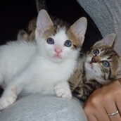 H ιστορία των τυχερών γατιών της Στέλλας 