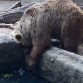 Aρκούδα ναυαγοσώστης!