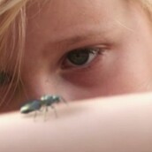 Οι νέες μέλισσες είναι εδώ!