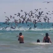 Απίθανο βίντεο με εκατοντάδες πελεκάνους να κυνηγούν σε παραλία γεμάτη λουόμενους