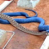 Ένα σπάνιο μπλε ελεκτρίκ φίδι προσπαθεί να καταβροχθίσει έναν κροταλία