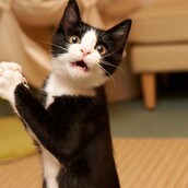 Οι 10 πιο επικίνδυνες ανθρώπινες τροφές για τις γάτες 