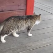 Έχετε ξαναδεί γάτα να καλπάζει;