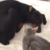 Αυτή η γάτα θέλει να μπλέξει πολύ άσχημα!