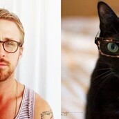 Γάτες και διάσημα αρσενικά