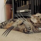 Η γάτα Wolverine!