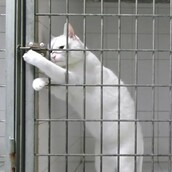 Η γάτα Χουντίνι 