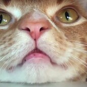 O κόσμος σου με τα μάτια της γάτας