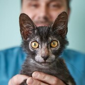 Oι αξιολάτρευτες γάτες λυκάνθρωποι