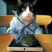 Η Μicrosoft λανσάρει κινητό για γάτες