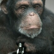 98% ανθρώπινος