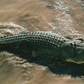 Η Ελλάδα έχει το δικό της τέρας του Λοχ Νες