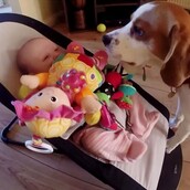 Αυτός ο σκυλάκος έκλεψε το παιχίδι του μωρού και τώρα ζητάει συγνώμη