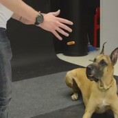 Oι απίθανες αντιδράσεις των σκύλων όταν βλέπουν το "μαγικό" λουκάνικο