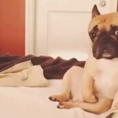 Ένα γαλλικό μπουλντόγκ σε πολύ προσωπικές στιγμές