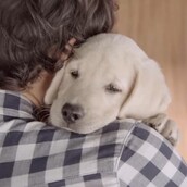 Αυτός ο σκύλος μπορεί να σε κάνει να μην ξαναοδηγήσεις μεθυσμένος