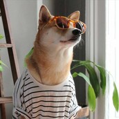 Πώς αυτός ο σκύλος κερδίζει 15.000$ το μήνα