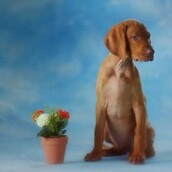 Βλέποντας αυτό το βίντεο, δίνεις κατευθείαν λεφτά υπέρ της υιοθεσίας σκύλων στη Νέα Ζηλανδία!