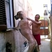 Να πώς να πλύνετε έναν σκύλο που δεν χωρά στο μπάνιο