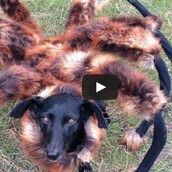 Tα 10 απόλυτα viral του 2014 στο Youtube