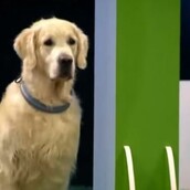 O απίθανος σκύλος που αρνήθηκε να παίξει το ηλίθιο παιχνίδι και διασκέδασε με τον δικό του τρόπο