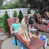 21 σκύλοι τεραστίων διαστάσεων