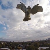 Γεράκι - Drone 1-0