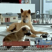 5 gifακια για την ημέρα ενός μπαμπά που μεγαλώνει μόνος του τα κουτάβια του...