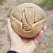 To μωρό Αρμαντίλλο που θα λατρέψεις