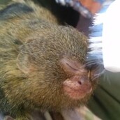 Μια πυγμαία μαρμοζέτα ανακαλύπτει την αγάπη της για τις οδοντόβουρτσες