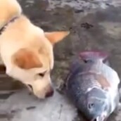 Ένας σκύλος που προσπαθεί να σώσει ψάρια;