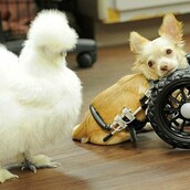 Μια μοναδική φιλία