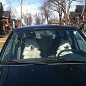 4 ζώα που νομίζουν ότι είναι άνθρωποι