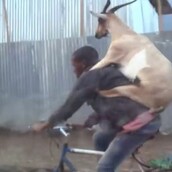 Αληθινό βίντεο με μια κατσίκα σε ποδήλατο