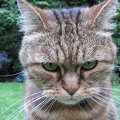 Γιατί οι γάτες δεν θα γίνουν ποτέ ο καλύτερος φίλος του ανθρώπου