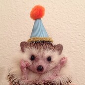 O σκαντζόχοιρος με τους 360.000 followers