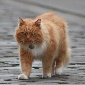 Ένα χωριό της Σκωτίας θρηνεί το χαμό του πιο αγαπημένου του γάτου