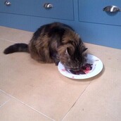 Η συγγραφέας Jeanette Winterson εξοργίζει το ζωοφιλικό ίντερνετ