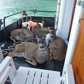 7 φωτογραφίες από τη διάσωση ελαφιών στον ωκεανό