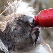 Κάποιοι άνθρωποι προσπάθησαν να βοηθήσουν και τα ζώα στην φλεγόμενη Αυστραλία