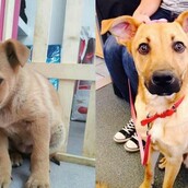 15 φωτογραφίες αδέσποτων ζώων πριν και μετά την υιοθεσία τους 