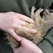 Η σουρικάτα που γαργαλιέται