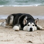  9 κατοικίδια που χάθηκαν αλλά βρήκαν το δρόμο της επιστροφής 