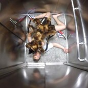 Μια ταραντούλα που γαβγίζει