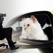 To νέο πρόσωπο της Opel είναι η γάτα του Karl Lagerfeld